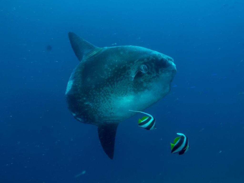 Benthos Bali Dive Resort — 5