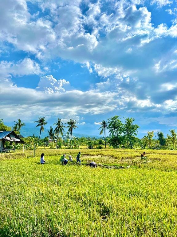 Rumi Bumi - Lovina Rice Terrace Boutique Stay — 1
