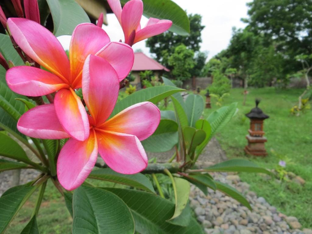 TEGAL SARI, Pemuteran- North Bali — 1