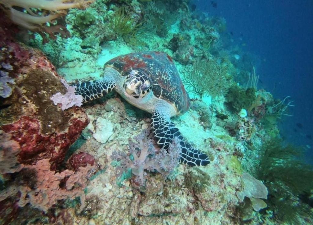 TEGAL SARI, Pemuteran- North Bali — 5